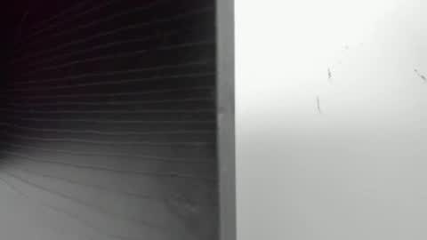 3X NAXAA online show from September 10, 12:16 pm