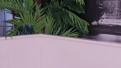 Lana online show from April 26, 1:42 pm