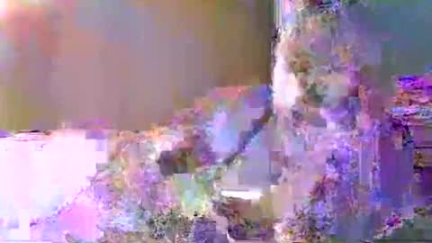 devonhollywood online show from April 7, 2:13 am