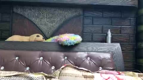 dollmeenu online show from December 16, 5:52 pm