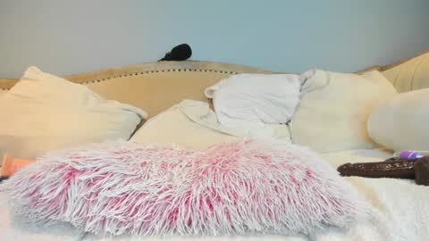 Allison online show from November 26, 5:03 pm