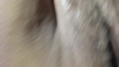 FrumCake online show from January 10, 12:27 am