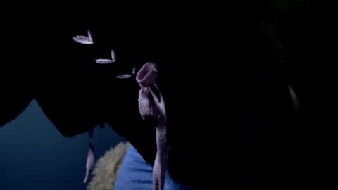 Jasmine online show from April 21, 5:14 am