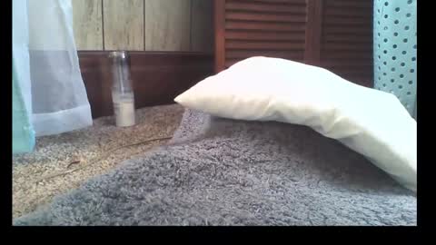 jennyisasquirter online show from February 12, 5:58 pm