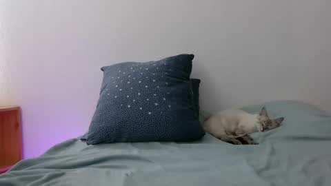 kaline88 online show from January 28, 8:58 pm