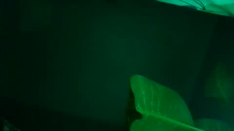 Karla Gonzaless online show from November 7, 7:58 am