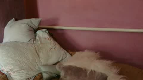 Oltereodora-lima online show from June 27, 12:22 pm