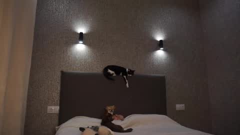 Linda online show from February 4, 2:20 pm