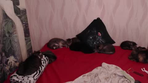 Snapshot of olivia_redd chatting on February 14, 10:25 pm Olivia online show from February 14, 10:25 pm