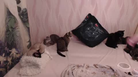 Snapshot of olivia_redd chatting on February 24, 10:36 pm Olivia online show from February 24, 10:36 pm