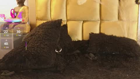 Susana W online show from October 19, 10:45 pm