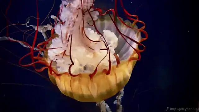 streamy test11 online show from March 4, 2:45 pm