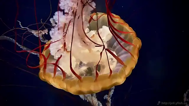 streamy test12 online show from September 30, 7:36 am