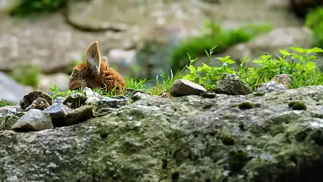 streamy test13 online show from September 10, 11:32 am