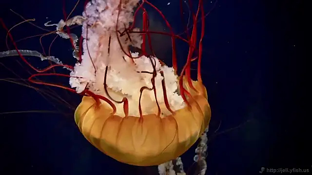 streamy test15 online show from November 11, 5:32 pm