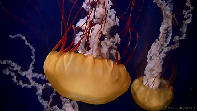 streamy test15 online show from March 17, 4:22 pm