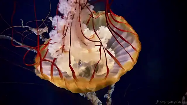 streamy test15 online show from March 16, 3:49 pm