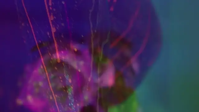 HeyBananas online show from November 27, 6:55 pm