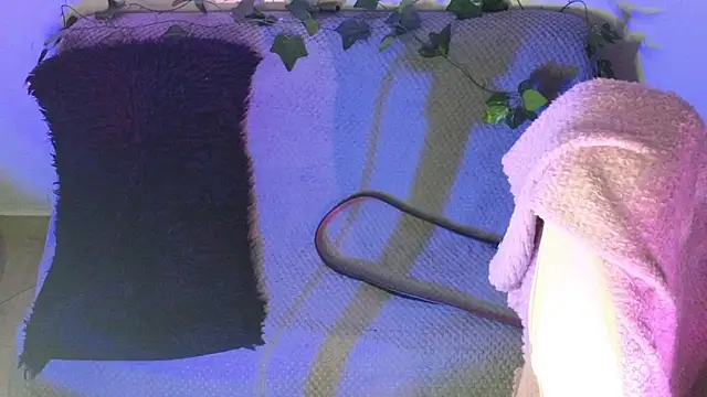 Alahia7demon online show from February 9, 2:03 am