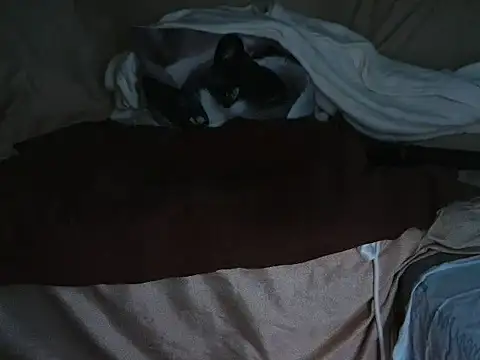 VeneRed online show from October 1, 7:41 pm