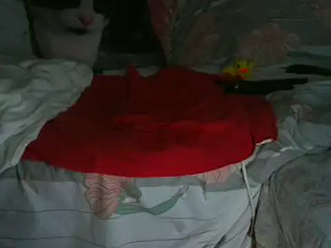 VeneRed online show from November 12, 10:19 pm