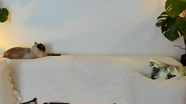 Amie Hill online show from March 12, 7:22 am