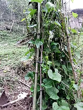 quynhkoolbae online show from March 21, 9:14 am