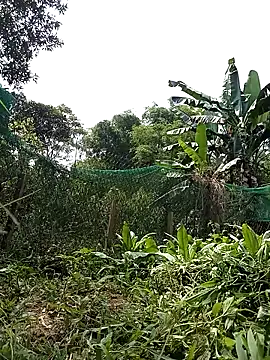 Ngocmi909 online show from April 21, 2:51 am