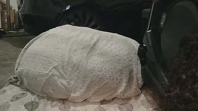 Gmajor online show from December 15, 1:33 am