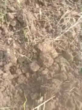 Susila ji online show from November 20, 9:21 am