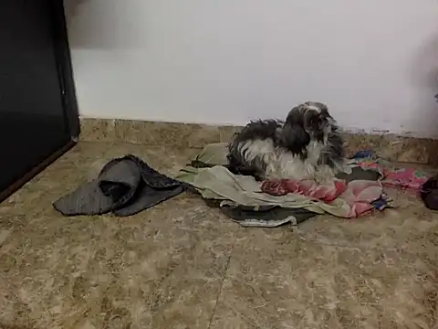 suzen night online show from January 16, 5:31 pm