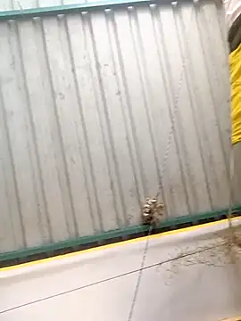 harinisree online show from October 31, 5:31 am