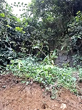 miomio-12 online show from December 5, 8:14 am