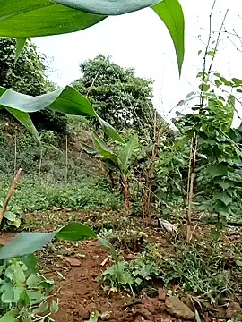 congchua977 online show from April 23, 2:52 am