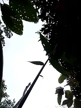 Linka998 online show from April 3, 11:14 pm