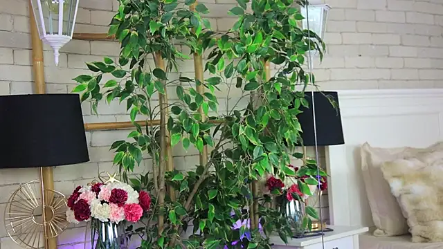 EmillyBronte online show from March 28, 8:41 pm